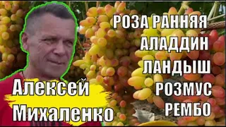 Виноградник Алексея Михаленко. Обзор сортов винограда / Сорта винограда