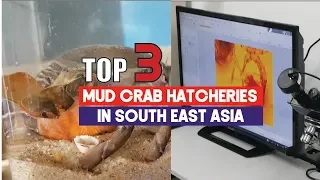 Mud (Mangrove) Crab Hatchery for Scylla Spp | Aquaculture Technology