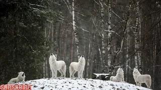 The Nature Of Wolf Every Movement In Fast(4K ULTRA HD VIDEO)Relaxing Nature world.