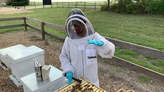 Texas Bee Supply:  Can I Feed My Bees Too Much?