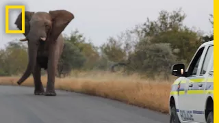 Watch: This Charging Elephant Is Probably Just Having Fun | National Geographic