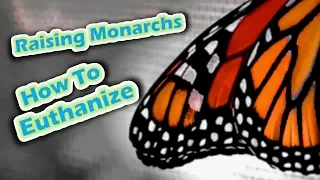 Raising Monarchs - How To Euthanize (Help The Monarch Butterfly)