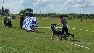 30.07.22 Монопородная выставка немецких овчарок, г.Мичуринск. Стандартный кобель открытый класс