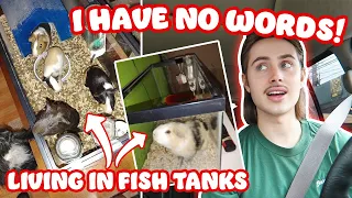 RESCUING 5 GUINEA PIGS FROM CRAIGLIST LIVING IN FISH TANKS 😰