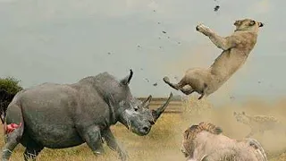 60 Of The Craziest Animal Fights You Won’t Believe Actually Happened