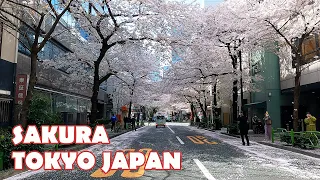 Japan Tokyo 2022 Sakura, Cherry Blossoms - Driving thru Yaesu, Kayabacho, Tsukuda & Toyosu