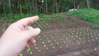 Sistema de irrigação automático BARATO para horta