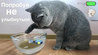 Британский кот ЛОВИТ РЫБУ и не БОИТСЯ воды / British cat Harry