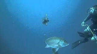 Snapper Eating Lion Fish