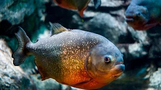 Голодные Амазонские Пираньи Дома!! Hungry Piranhas