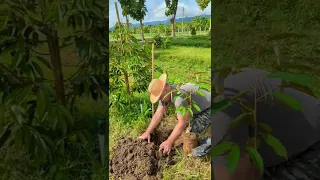 How to plant a durian tree.Terrys Durian Farm.Modern Durian Farm