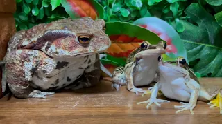 When angry, count to 4！Toad staring at a frog 🐸 (frog and toad) Japanese toad, Asian green frog