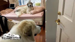 退屈だったのでお母さんの部屋に遊びに来たアランとベルです　Great Pyrenees　グレートピレニーズ