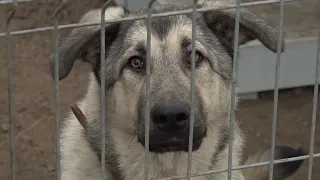 Mājā un sētā: Valmieras dzīvnieku patversmē šobrīd saimniekus gaida seši suņi un piecpadsmit kaķi