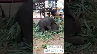 赤ちゃんゾウの成長は《遊ぶ》ことで学んでる😊🐘