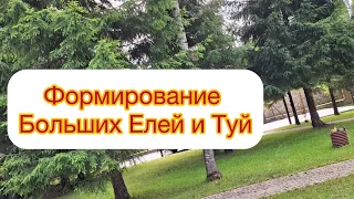 ✅ЕЛИ и ТУИ БОЛЬШИЕ - обрезка