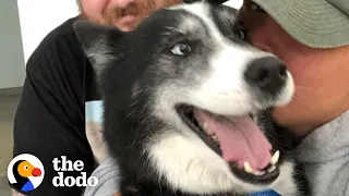 Lost Dog Ends Up 300 Miles Away From Home | The Dodo