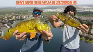 fishing for PEACOCK BASS in MIAMI FLORIDA. peacocks we going AIRBORN! #mustwatch