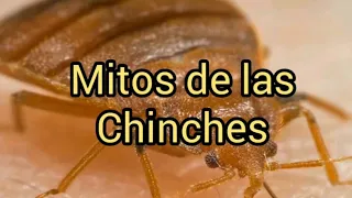 7 Mitos de las Chinches que son falsos.