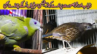 Fancy Birds Fancy Pigeons Fancy Hen and Rooster at Malik Nabeel Setup | In Urdu/Hindi | JAIC