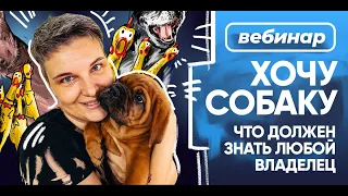 Бесплатный вебинар Насти Бобковой «Хочу собаку: что должен знать каждый владелец»