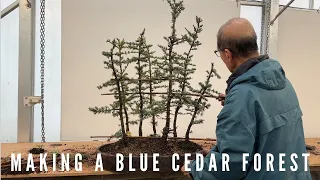 Making a Blue Cedar Forest