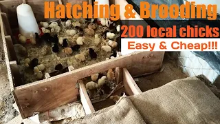 HATCHING & BROODING 200 LOCAL CHICKS - Easy and Cheap way.