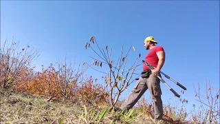 Pruning cherry trees from year 1 to year 4 #cherries #prune #pruning