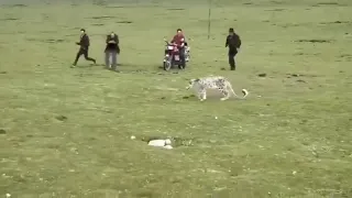 Snow leopard amongst herders in Qinghai Lake (Tibet)