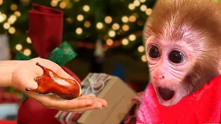 Baby Monkey Mini give a surprise Christmas gift to BiBi, Animals home