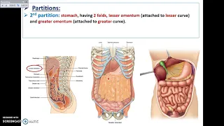 Overview of Abdomen (8) - The Intra-peritoneal organs - Dr. Ahmed Farid