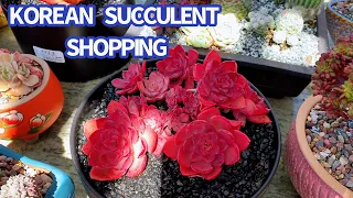 #443 KOREAN SUCCULENTS SHOPPING IN SAN JOSE | MUA SEN HÀN Ở CALI | 다육식물 | 多肉植物 | Suculentas