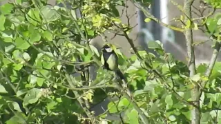 Mésange charbonnière qui chante en haut d'un arbre