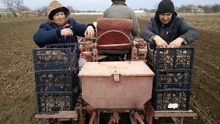 Посадка ранньої Картоплі трактором. двох рядна саджалка .