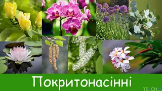 Покритонасінні. Загальна характеристика