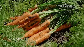 Cultivo de Zanahorias