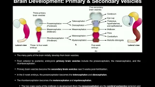 Anatomy | Basics of CNS Development from Primary & Secondary Vesicles