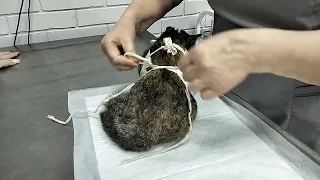 Как правильно одевать послеоперационную попону кошке после стерилизации