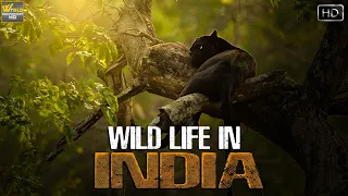 भारत का वन्यजीवन एक अलग नजरिये सें | Indian Wild Life | Wild Documentary