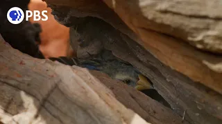 Small Bird Narrowly Escapes Eagle's Clutches