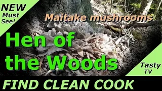 Hen of the Woods Find Clean Cook - Maitake Mushroom - Harvesting wild Hen of the woods mushrooms