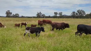 Nguni bulls destroying my trees!