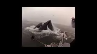 Ныряльщика чуть не проглотил кит