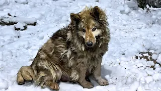 Rescue neglected dog with giant tumor in the car park but the puppies are kept there