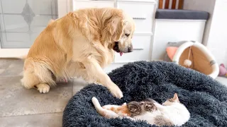 Mom Cat with Tiny Kittens Stole a Golden Retriever's Bed