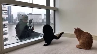 These Cats Love Window Cleaners