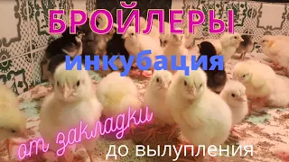 Бройлеры. Инкубация от закладки яйца до вылупления цыплят.