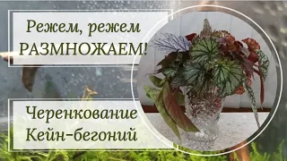 Черенкование Кейн-бегоний (тростниковых).