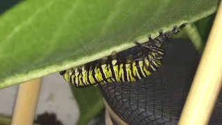 Monarch Caterpillar Shedding Its Skin