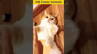 OMG😱 || 64K Cat's😸 Animals Video || Cute And Funny Cat🙀 Video #111 || Funny Animals || #shorts